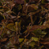 Pure & Premium White Tea | Natural Handpicked Teas from Kanchenjunga