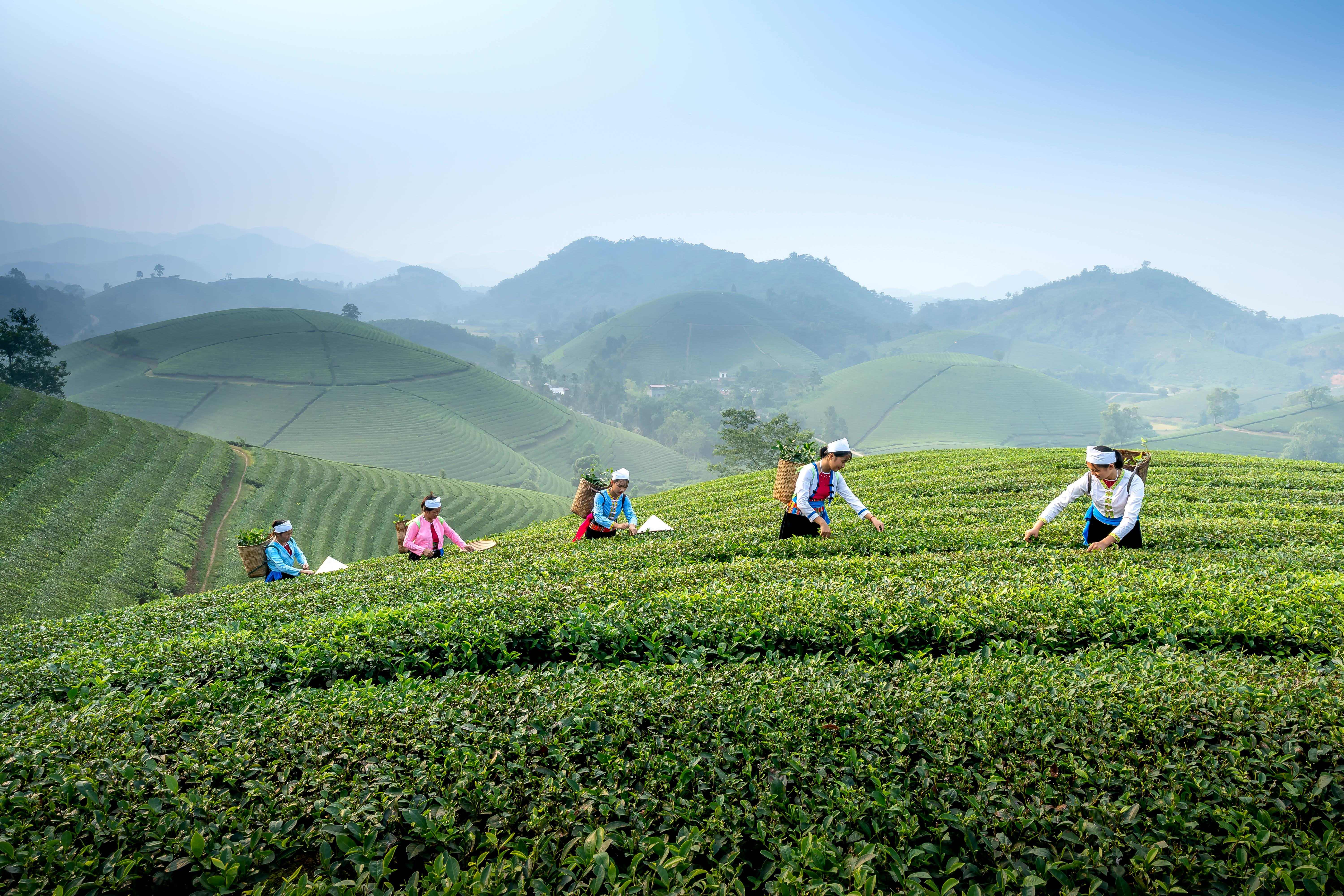 Brewing the Future: Emerging Trends in the Indian Tea Industry